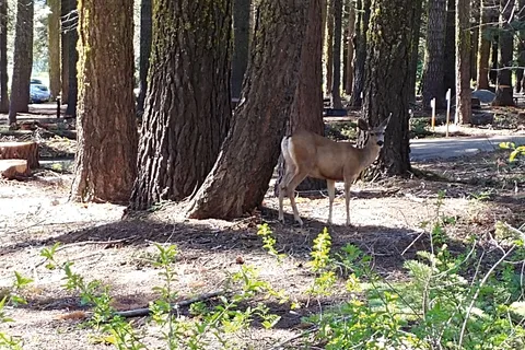 Crane Flat - Yosemite National Park
