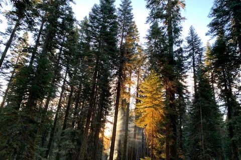 Crane Flat - Yosemite National Park