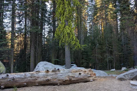 Crane Flat - Yosemite National Park
