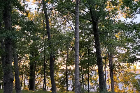 Cypress View - Santee State Park
