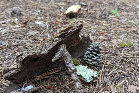 Wellfleet Hollow State Campground