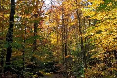Gifford Woods State Park
