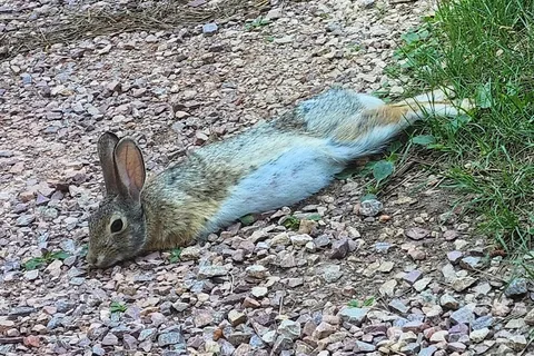 Blue Bell - Custer State Park