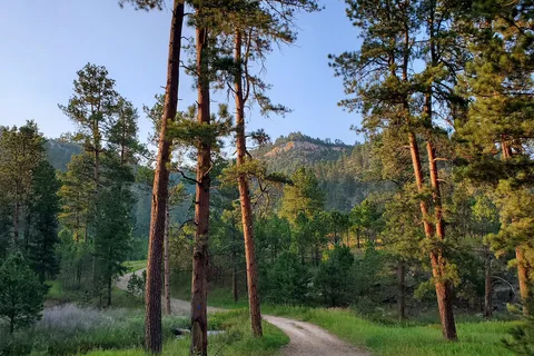 Blue Bell - Custer State Park