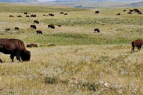 Blue Bell - Custer State Park