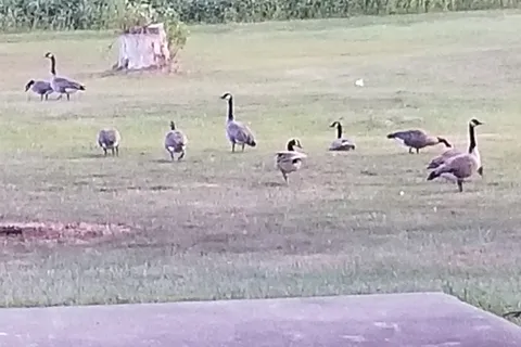 Arrowhead Acres