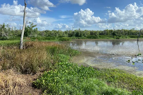 Brazos Bend State Park