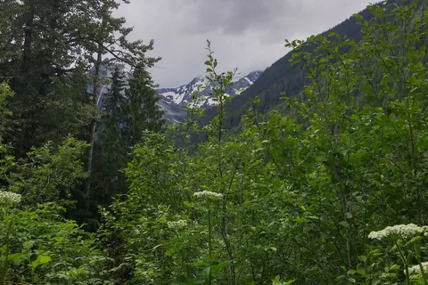 Loop Brook Campground - Glacier National Park
