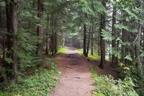 Loop Brook Campground - Glacier National Park