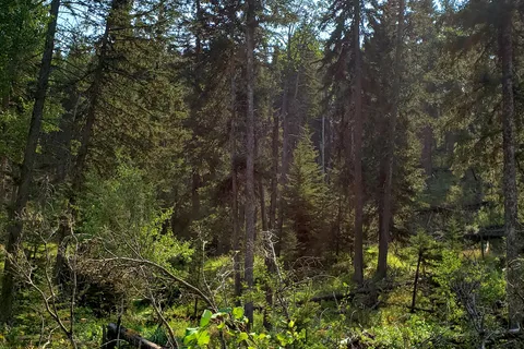 Beaver Creek - Cypress Hills Interprovincial Park - Alberta