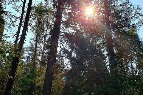 Beaver Creek - Cypress Hills Interprovincial Park - Alberta