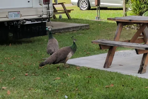 Southern Comfort RV Resort