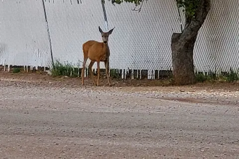 Young's RV Park