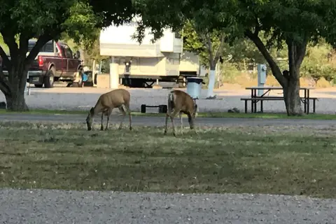 Young's RV Park