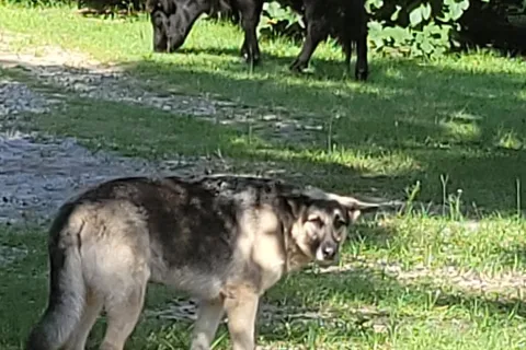 Happy Trails Homestead