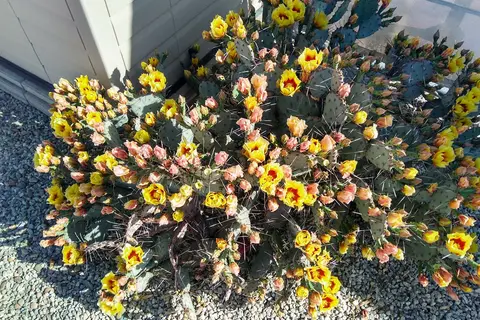 Las Quintas Oasis RV Park