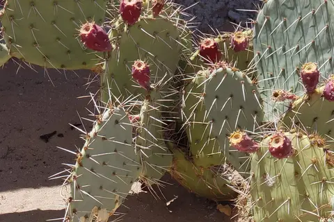 Las Quintas Oasis RV Park
