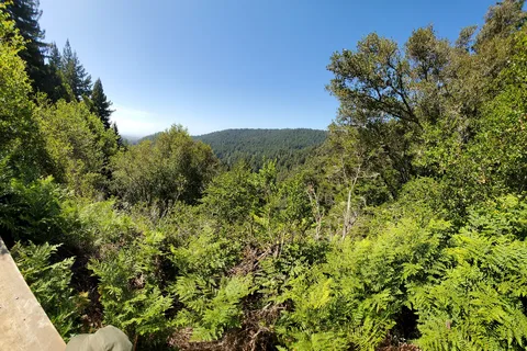 Henry Cowell Redwoods State Park Campground