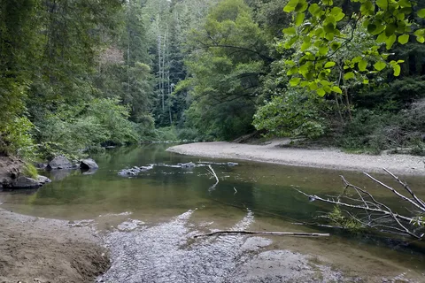 Henry Cowell Redwoods State Park Campground