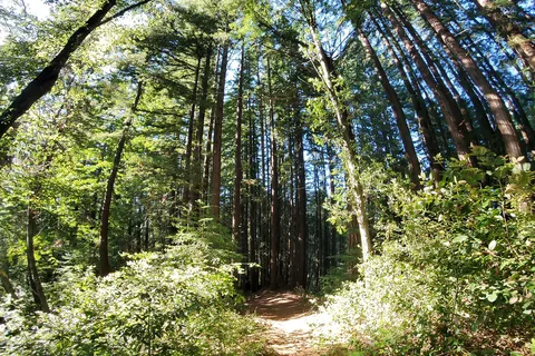 Henry Cowell Redwoods State Park Campground