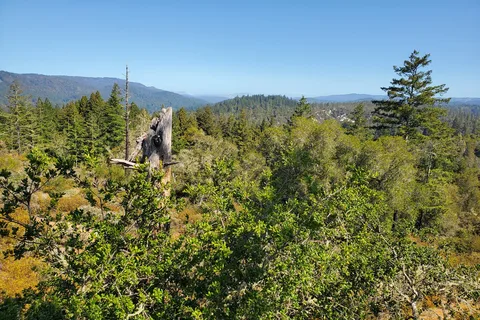 Henry Cowell Redwoods State Park Campground