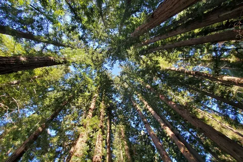 Henry Cowell Redwoods State Park Campground