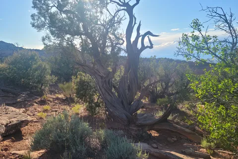 Saddlehorn Campground - Colorado National Monument