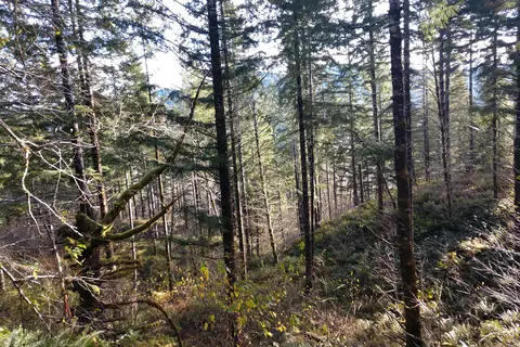 Tillamook State Forest - Diamond Mill