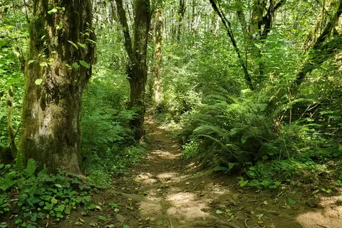 Tillamook State Forest - Diamond Mill