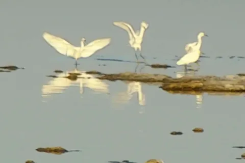 Corvina Beach - Salton Sea State Recreation Area