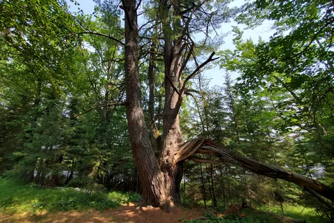 Schoolcraft State Park