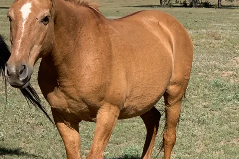 Historic Prude Ranch