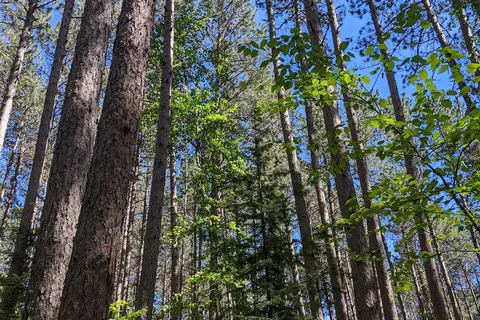 Bear Head Lake State Park