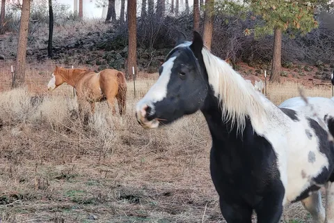 Heartline Ranch Horsey Campground