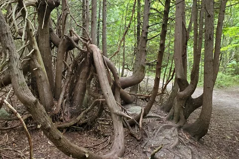 Bass Lake Provincial Park