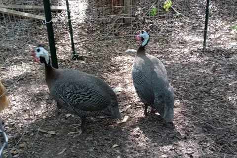 Squawk and Skedaddle RV Park and Campground