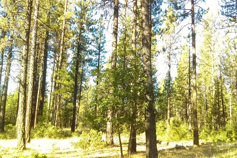 Burney Falls Resort RV Park
