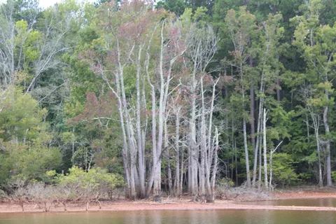 Nutbush Creek - Kerr Lake State Recreation Area