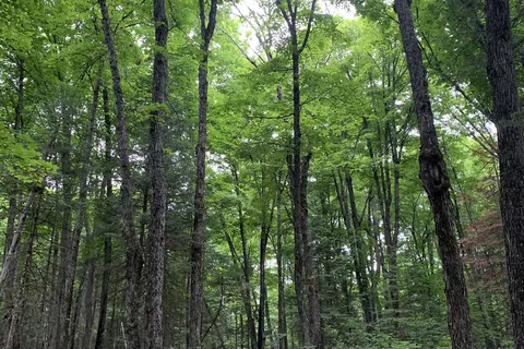 Algonquin Pines Campground
