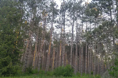 Earl Rowe Provincial Park