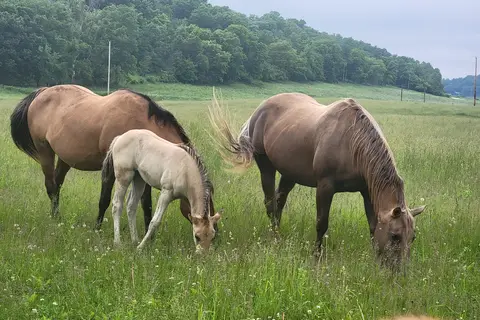 Hutchinson Family Farm Campground