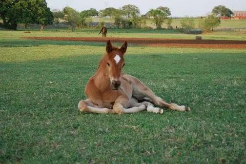 Hoof Prints Ranch