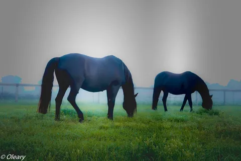 Diamond Oaks Farm