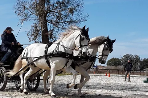 Diamond Oaks Farm