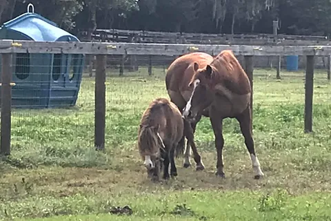 Diamond Oaks Farm