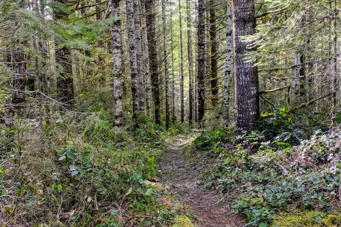 Tillamook State Forest - Stagecoach Horse Camp