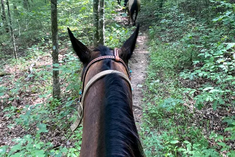 Laurel Hill Trail and Camp