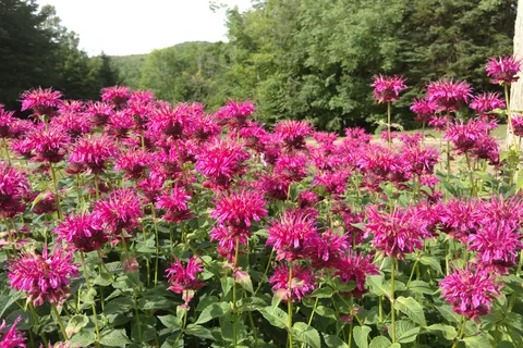 Hazens Notch Campground