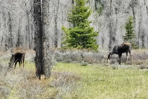 Gros Ventre Campground - Grand Teton National Park
