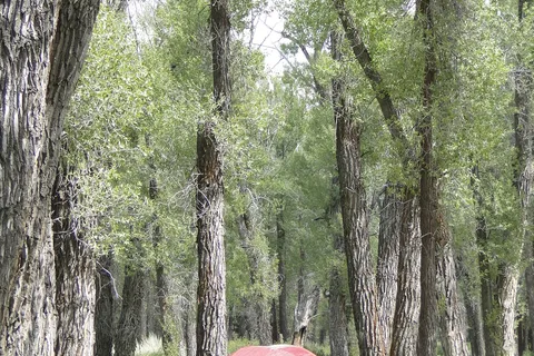 Gros Ventre Campground - Grand Teton National Park